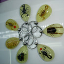 Scorpion Glow Lucite Keyring Keychain Insect Jewelry Taxidermy Gift 3C