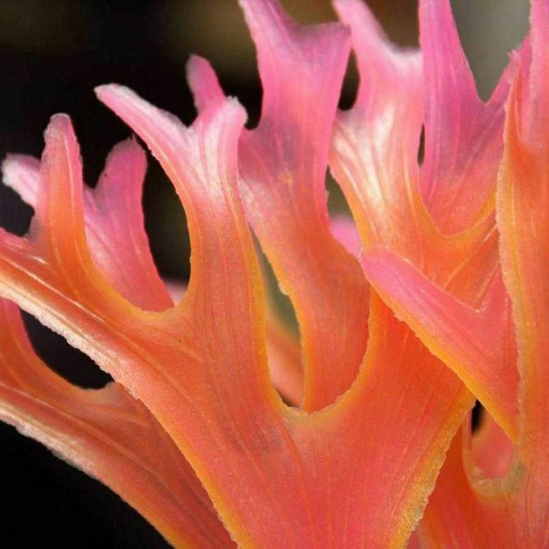 Aquarium Nontoxic Decorative Artificial Weeds water ornament plant Fish Tan