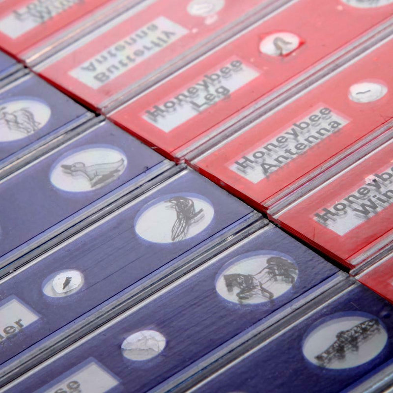 Prepared Plastic Microscope Slides Animals Insects Flowers Plants Student