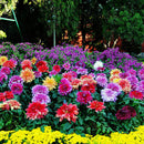 30x Colorful Dahlia Large Bloom Flower Perennials Bulbs Plant Garden 2020 X5W0