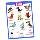 Birds~Kids Fun Early Learning Educational Preschool Poster Charts
