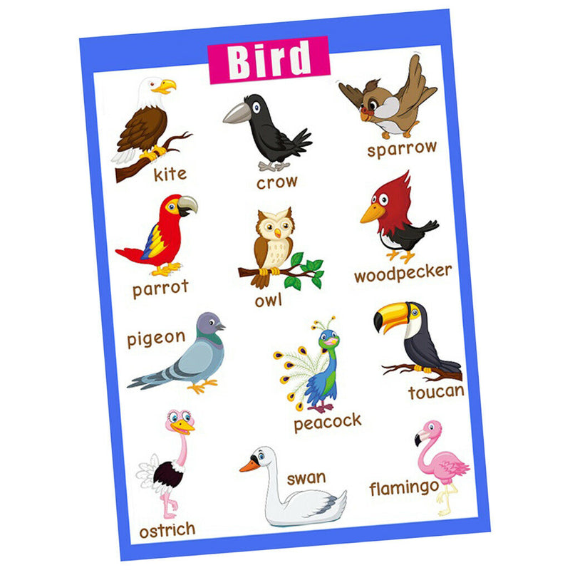 Birds~Kids Fun Early Learning Educational Preschool Poster Charts
