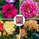 Carbendazim Efficient Bactericide Wettable Powder Flower Plant Decor Z7G6 G B8F1