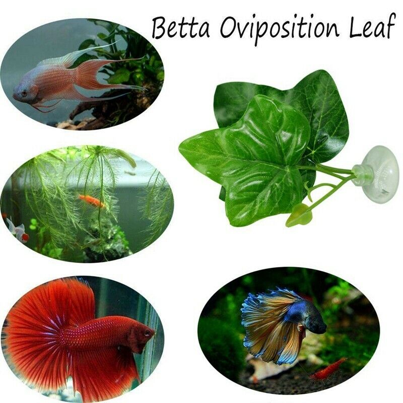 2 Pack Betta Fish Leaf Pad - Improves Betta'S Health By Simulating The Natu R8L8