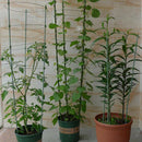 45 & 60cm Adjustable Plastic Garden Plant Support Rings Flower Growing Climbing