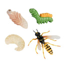 Lot of 4 Nature Wasp Growth Cycle Child Education Learning Teaching Toys