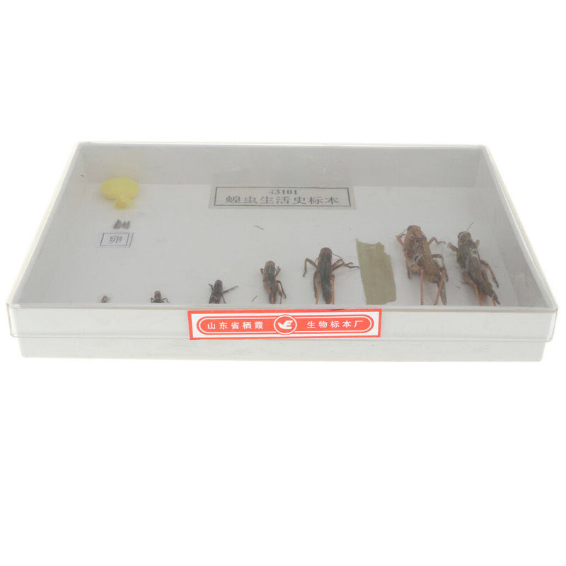 Lifecycle of a Locust Specimens Taxidermy Framed Collectible, 7.5x5x1.2inch
