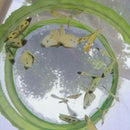 1 pcs Butterfly Cage Folding Storage Insect Cage Breeding Cage Durable