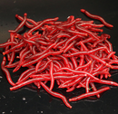 50Pcs Simulation Earthworm Worms Artificial Fishing Lure Tackle Soft Bait 4cm