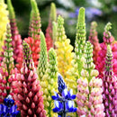 Beautiful Rainbow Frutti Lupine Flower Seeds Ornamental Flowers 99% Germinatisp