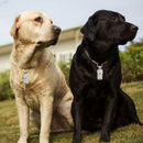 Anti-Lost Pet Dog Cat Puppy ID Address Name Label Tag Barrel Tube Collar Metal*1