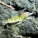 10Pcs Artificial Fishing Lure Bionic Shrimp Soft Bait Fishing Tackle Lifeli