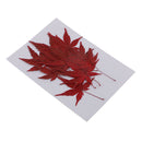 12x Natural Real Dried Flowers Leaves Red Maple Leaf for DIY Bookmarks Craft