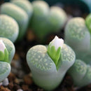 50X Mixed Lithops Seeds Living Stones Succulent Cactus Four Seasons Potted A9Z0