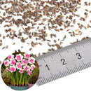 400X Charm Daffodil Seeds Spring Flower Double Narcissus Duo Bulbs Seeds P6V2