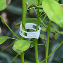 100Pcs Garden Vegetables Tomato Vine Stalks Grow Upright Support Plant Cli EVW