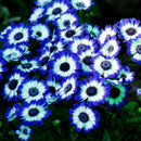 50pcs blue daisy seeds awesome easy to grow flower diy home garden decorDSR ^i