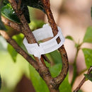 100pcs veggie garden plant support clips for trellis twine greenhouse M&