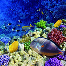 Aquarium   Tank Background Poster Marine Decorative Wallpaper 122x61cm