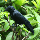 Artificial Crow Black Bird Raven Prop Decor For Halloween Display Halloween