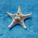 10PCS Natural Beach Starfish Sea Star Home Wedding Party Decoration DIY Craft