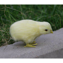 4 Pack Mini Cute Simulation Yellow Chicken Toys, Sound Plush Chicken Animal