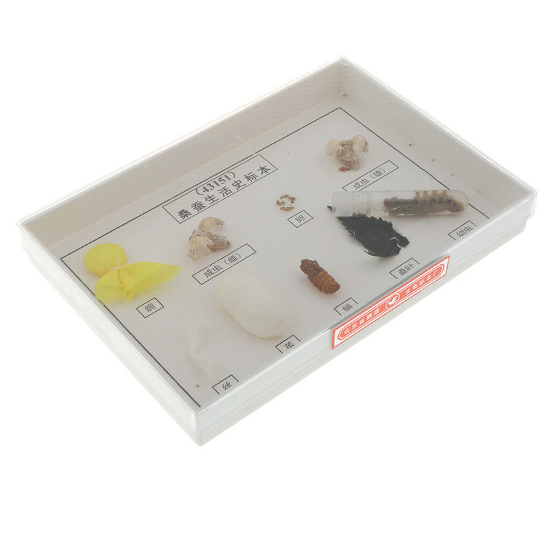 Lifecycle of Silkworm Specimens Taxidermy Framed Collectible, 7.5x5x1.2inch