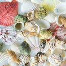 Aquarium Beach Nautical DIY Shells Mixed Bulk Approx Shell 100g Sea Fashion T2R0