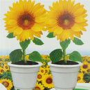 Sunflower Seed Dwarf Helianthus Annuus Sun Flower Seed Bonsai Flower Ornament T~
