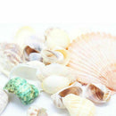 Aquarium Fish Tank Beach Nautical Shells Bulk Approx Sea Shell Photography! Gift