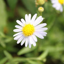 500 Samen GroÃƒÅ¸packung Wiesen Mutterkraut Margerite Chrysanthemum SELL HOT O6A6