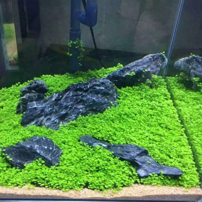 1000X Fish Aquarium Grass Seeds(Mixed)Water Aquatic Plant Home Fish Tank Supply