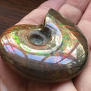 Iridescent Ammonite Natural Ammolite Facet Specimen Fossil Madagascar