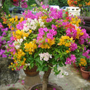 Amazing 100 * Mix-color Bougainvillea Spectabilis Willd Bonsai Flower Seeds,
