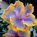 30PCS Giant Hibiscus Seeds Dinnerplate Hibiscus Perennial Flower Q9V0 L7H5
