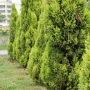 50pcs Lot Arborvitae Cypress Cupressus Sempervirens Pine Garden: Tree C1L3 B0K5
