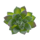 Artificial Plastic Succulent Flocking Plants Home Cafe Floral Decor Crafts