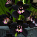 100pcs Black Cymbidium Faberi Orchid Flower Seeds Garden Decor Plant Need Supply