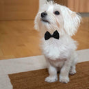 British Black Kitten Tie Handsome Dog Puppy Necktie Pet Festival Decor (L)