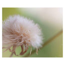 Dandelion DIY 5D Diamond Painting Embroidery Craft Cross Stitch Home Decor