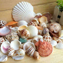 Aquarium Beach Nautical DIY Shells Mixed Bulk Approx Shell 100g Sea Fashion T2R0
