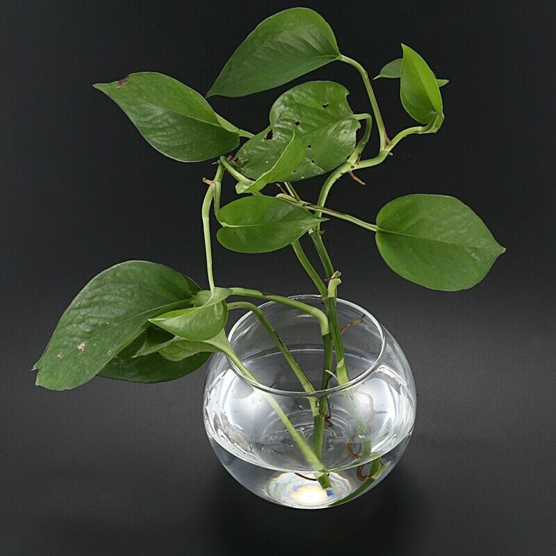 Round Sphere Vase in Transparent Glass Fish Tank W1S7