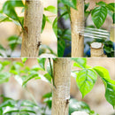 100m*5cm Grafting Tape Floristry Barrier Plant Nursery Tree Seedling Clear
