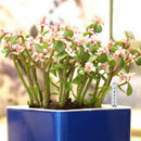 Pack of 2 Water Level Indicator for Flower Box - 22.5cm/22cm