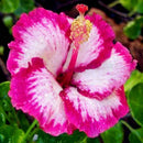 30PCS Giant Hibiscus Seeds Dinnerplate Hibiscus Perennial Flower Q9V0 L7H5