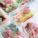 1Box Real Dried Leaf Flowers Plant Herbarium Jewelry Craft Home Decor Newly AU