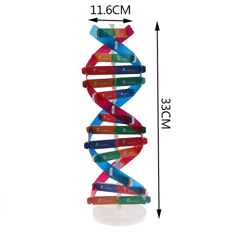 Human Genes DNA Models Double Helix Science Toys Teaching Learning Education  Cy