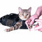 Pet Supply Cat Grooming Bag - Cat Restraint Bag, Cat Grooming Accessory