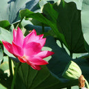 10PCS Water Lotus Flower Plant Bowl Pond Bonsai Seeds for Home Garden  OZ