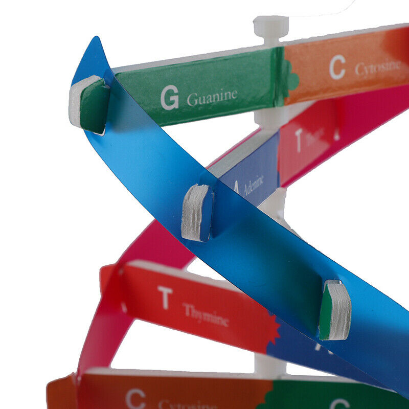 Human Genes DNA Models Double Helix Science Toys Teaching Learning Education  Cy